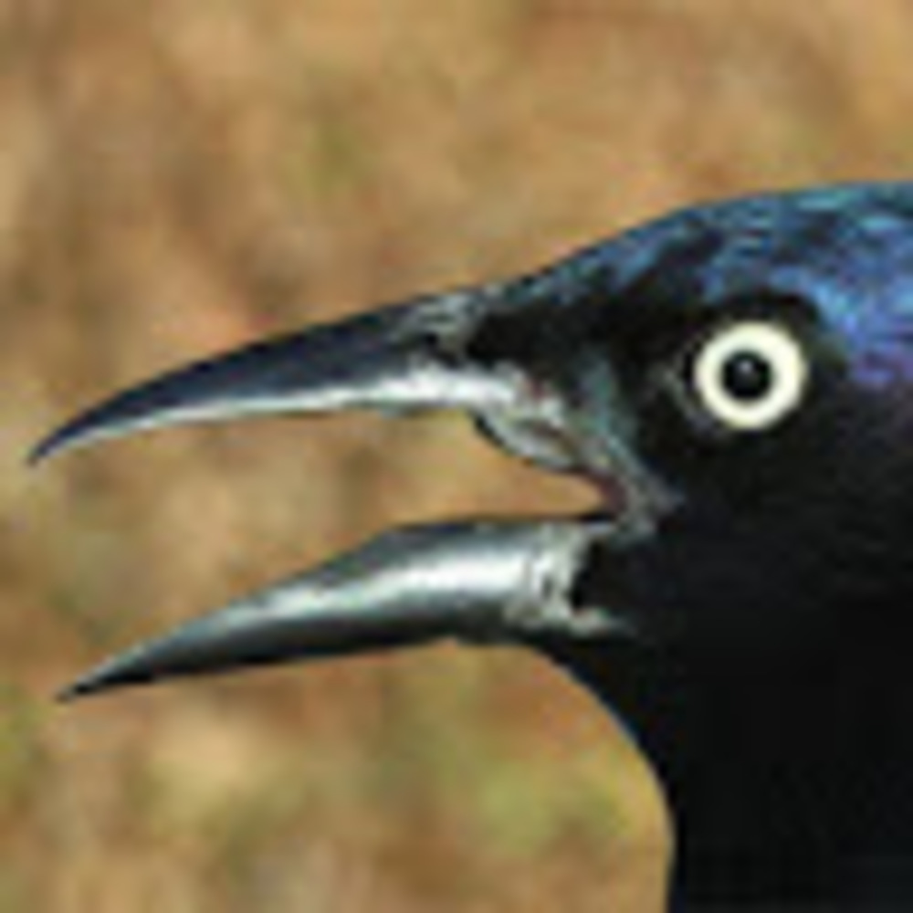 Meet your Posher, Josh